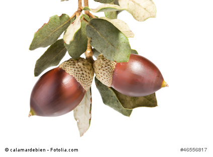 Die Eicheln (bellota) verleihen dem Bellota-Schinken seinen unverwechselbaren Geschmack
