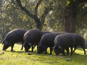 pata-negra-iberische-schweine