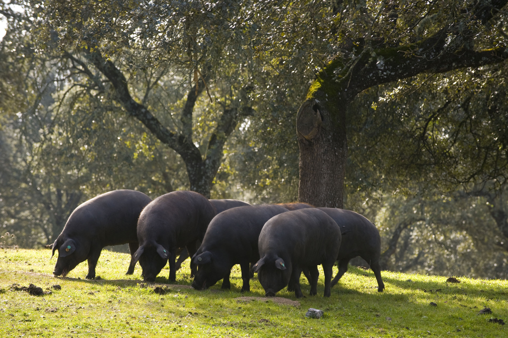 dehesa-iberico-schweine